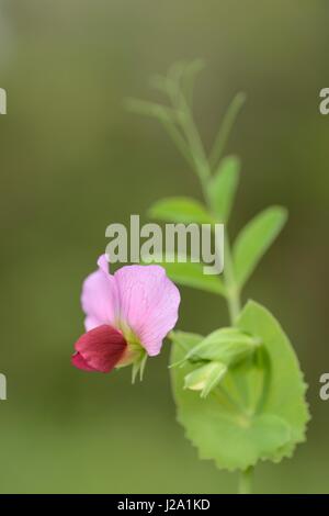 La floraison Pisum sativum subsp. biflorum Banque D'Images