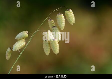 Une plus grande floraison d'herbes quaking Banque D'Images