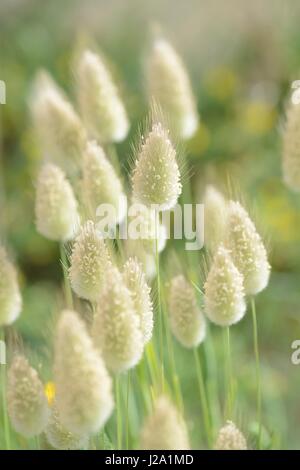 La floraison du lièvre-queue Banque D'Images