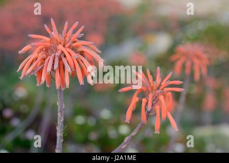 Savon Fleur de l'aloès, une plante sud-africain naturalisé sur la Corse Banque D'Images