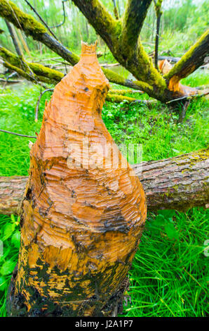 Signes de castors dans une forêt d'Aulnes Banque D'Images