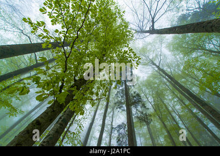 Brouillard dans la forêt au printemps Banque D'Images