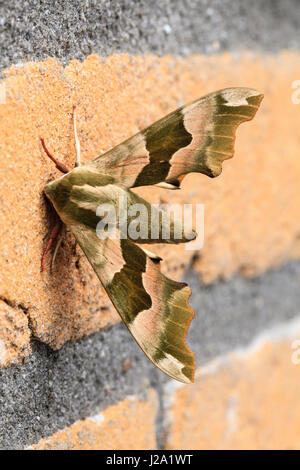 Lime Hawk-moth (Mimas tiliae) reposant sur un mur de briques. Banque D'Images