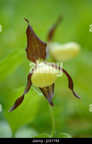 La floraison Lady's-slopper orchid, le plus grand d'orchidée. Banque D'Images