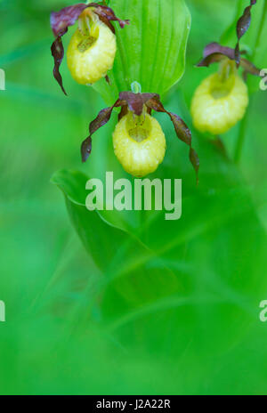 Orchidée de la slipper de la dame jaune Banque D'Images