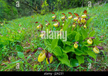 Orchidée de la slipper de la dame jaune Banque D'Images