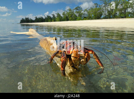 Crabe de cocotier dérive sur vieille branche d'arbre le long de la plage Banque D'Images