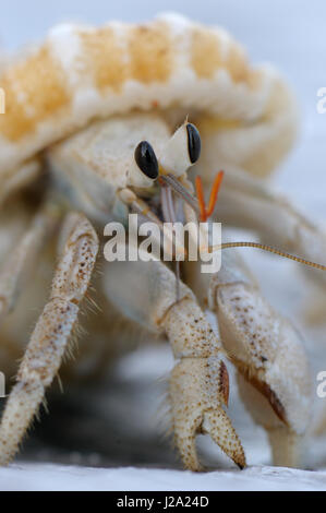 L'Ermite sp. Coenobita rugosus en close-up Banque D'Images