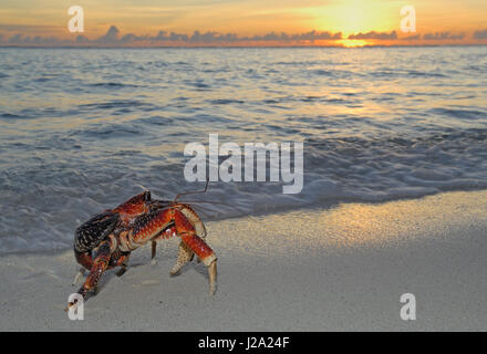 Crabe de cocotier sur une promenade en soirée à la plage pendant le coucher du soleil Banque D'Images