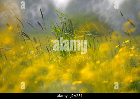 Abstract soft focus image de la renoncule des prés en fleurs Banque D'Images