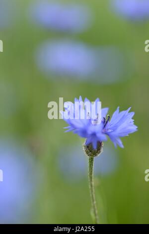 Bleuet fleurs in wheat field Banque D'Images