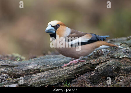 Hawfinch sur le terrain Banque D'Images
