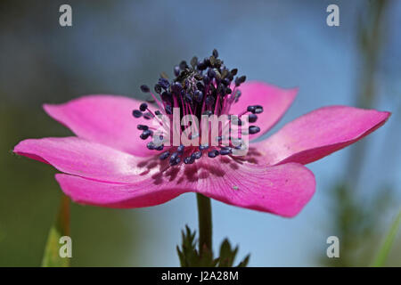 Anémone Anémone coronaria pavot () Banque D'Images