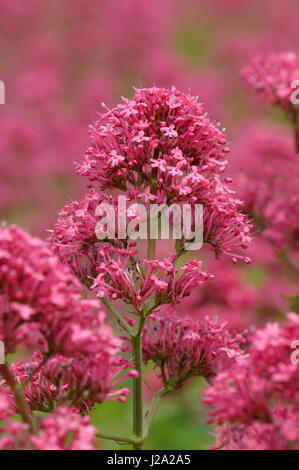 Floraison rouge de valériane le long de la rivière Waal près de Haaften Banque D'Images