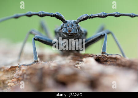 Close-up of male grand capricorne asiatique sur l'écorce des arbres Banque D'Images