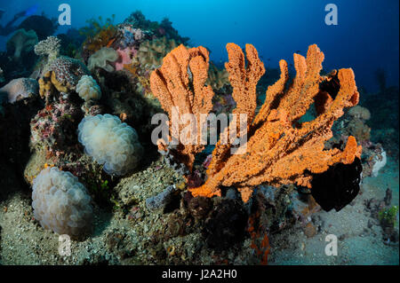 Les éponges à la barrière de corail dans le Détroit de Lembeh Banque D'Images