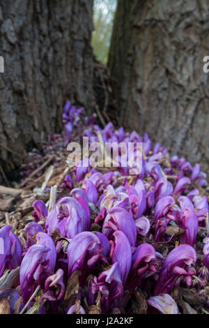 Fleurs de la plante parasite Purple Toothwort (Lathraea clandestina) Banque D'Images
