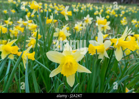 Jonquille sauvage Banque D'Images