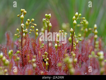 Image en gros plan d'oblongues-leaved Sundew Banque D'Images