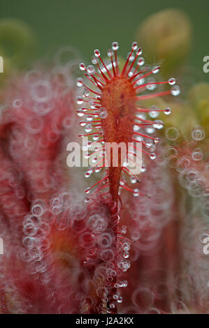 Image en gros plan d'oblongues-leaved Sundew Banque D'Images