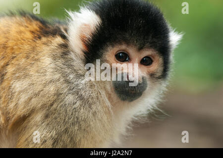 Portrait of a Black-capped singe-écureuil, prises en captivité Banque D'Images