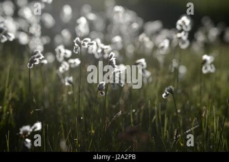 La fructification linaigrette à feuilles larges à proximité d'un marais dans les alpes Banque D'Images