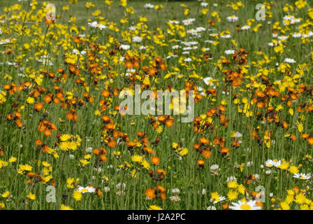 L'épervière (Hieracium aurantiacum Orange) dans un champ. Banque D'Images