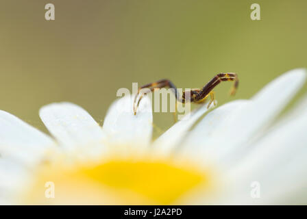 La Verge d'un homme araignée Crabe (Misumena vatia) assis sur un Ox-eyed Daisy (Leucanthemum vulgare) Banque D'Images