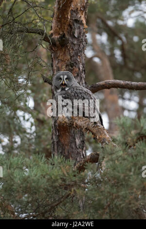 Chouette lapone Strix nebulosa / Bartkauz ( ), Hot Bird of prey, perché dans un conifère, pin, bien camouflés, appelant. Banque D'Images