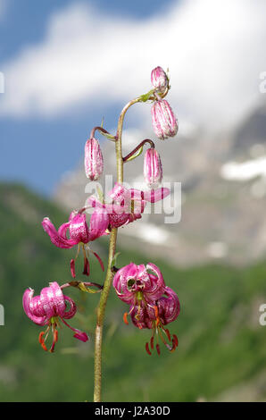 Floraison de Martagon de Turk's cap lily Banque D'Images