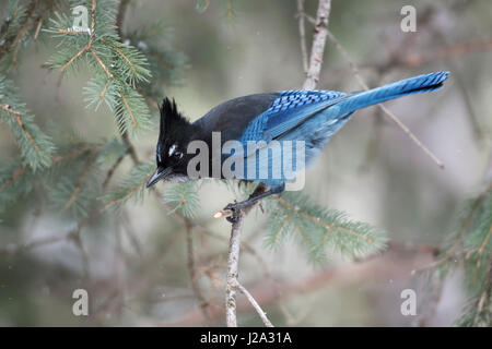 Le geai de Steller (Cyanocitta stelleri / Diademhaeher ) en hiver, perché dans un arbre, observant de conifères jusqu'au sol, curieux, attentif, Yellowston Banque D'Images