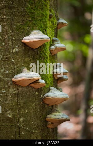 L'Amadou champignon sur un arbre mort debout Banque D'Images