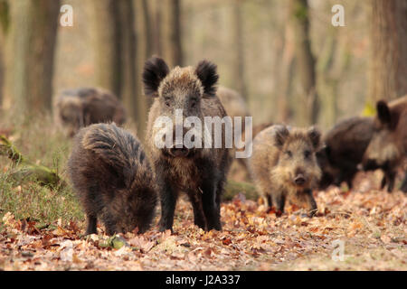 Le sanglier (Sus scrofa) dans une forêt de chênes à l'hiver. Banque D'Images