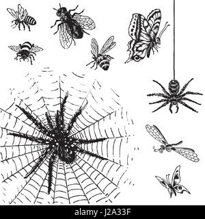 Ensemble d'insectes antiques gravures (vecteur) Illustration de Vecteur