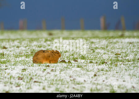 Lièvre brun  Hot hunkered down sur sol couvert de neige hiver   West Midlands, Angleterre, Royaume-Uni. Banque D'Images