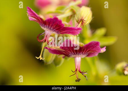 Clse des fleurs roses délicates du géranium sanguin sombre des variété, Geranium phaeum 'Rose Madder' Banque D'Images