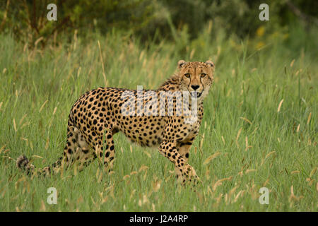 Le Guépard (Acinonyx jubatus) dans le Parc National de Pilanesberg, province du Nord-Ouest, Afrique du Sud Banque D'Images