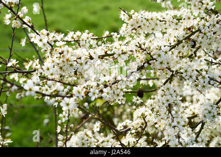 Prunellier (Prunus spinosa) en plein printemps fleur blanche, Bedfordshire, Royaume-Uni. Banque D'Images