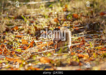 Gris ou de l'Écureuil gris (Sciurus carolinensis) de nourriture dans un bois de l'automne Banque D'Images