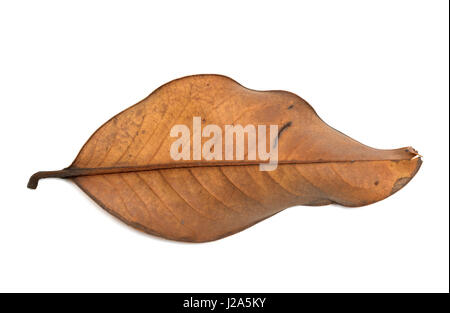 Des feuilles d'automne séchées de magnolia. Isolé sur fond blanc. Banque D'Images