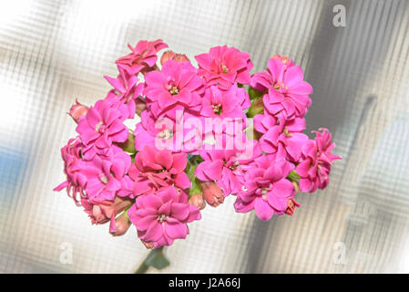 Née Calandiva rose fleurs, kalanchoe, famille des Crassulaceae, Close up, bokeh background. Banque D'Images