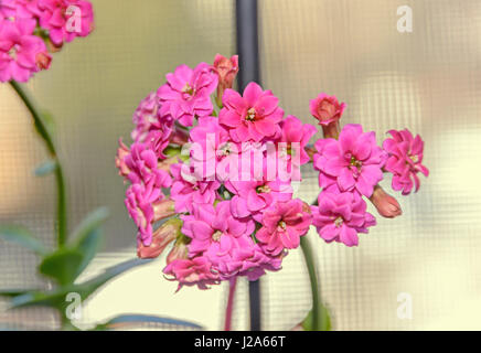 Née Calandiva rose fleurs, kalanchoe, famille des Crassulaceae, Close up, bokeh background. Banque D'Images