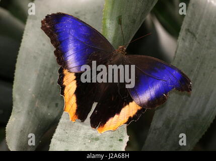 Vue dorsale d'un géant de l'Amérique du Sud bordé jaune papillon owl (Caligo atreus). On trouve du Mexique au Pérou. Banque D'Images