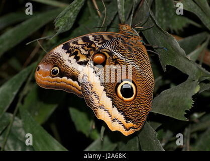 Grumes jaune d'Amérique du Sud (Caligo papillon Hibou géant atrée). On trouve du Mexique au Pérou. Banque D'Images