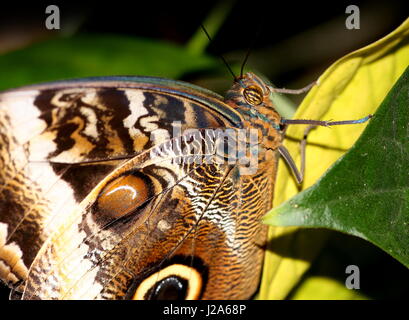 Grumes jaune d'Amérique du Sud (Caligo papillon Hibou géant atrée). On trouve du Mexique au Pérou. Banque D'Images