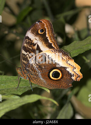 Grumes jaune d'Amérique du Sud (Caligo papillon Hibou géant atrée). On trouve du Mexique au Pérou. Banque D'Images