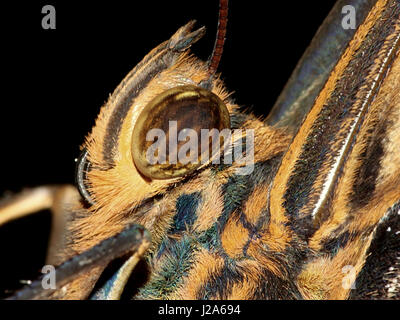 Extreme close up de la tête d'un géant de l'Amérique du Sud bordé jaune papillon owl (Caligo atreus). Banque D'Images