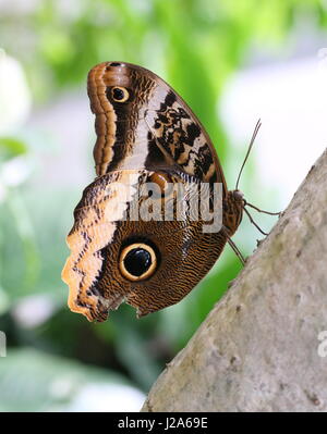 Grumes jaune d'Amérique du Sud (Caligo papillon Hibou géant atrée). On trouve du Mexique au Pérou. Banque D'Images