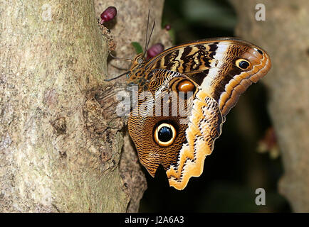 Grumes jaune d'Amérique du Sud (Caligo papillon Hibou géant atrée). On trouve du Mexique au Pérou. Banque D'Images