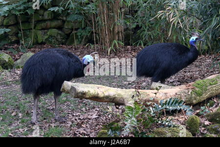 Paire de double ou du sud de l'Australie (Casuarius casuarius casoars caronculée), homme à la poursuite d'une femelle. Banque D'Images